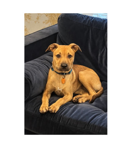 Charlie website